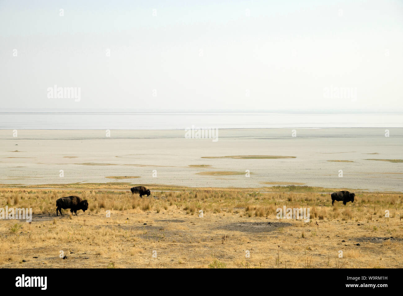 L'Amérique du Nord, Amérique, USA, Utah, Grand Bassin, Antelope Island State Park, légende locale *** *** Banque D'Images