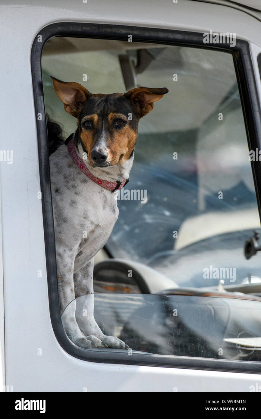 L'Amérique du Nord, Amérique, USA, montagnes Rocheuses, chien de voitures de légende locale *** *** Banque D'Images