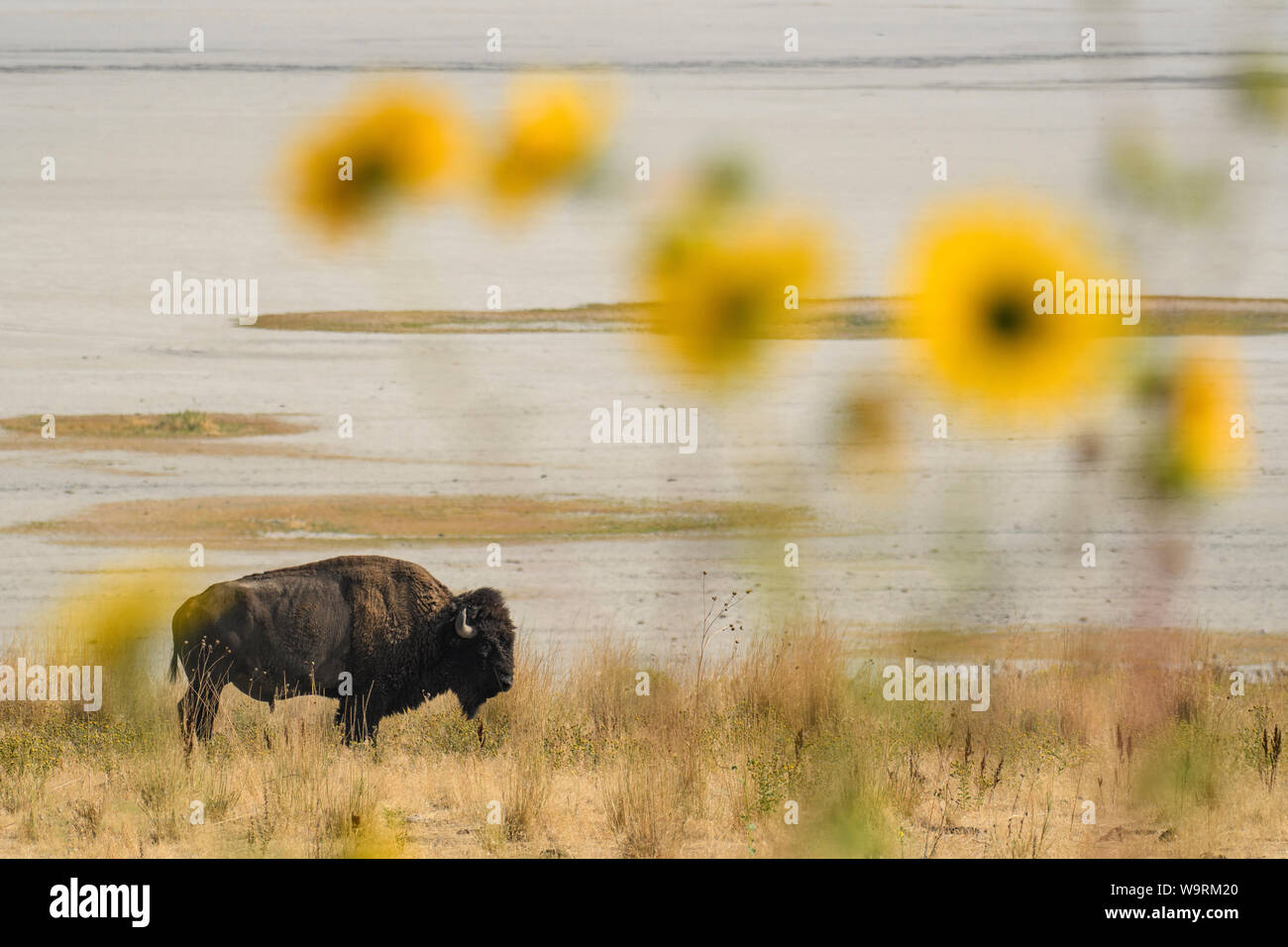 L'Amérique du Nord, Amérique, USA, Utah, Grand Bassin, Antelope Island State Park, Bison, légende locale *** *** Banque D'Images
