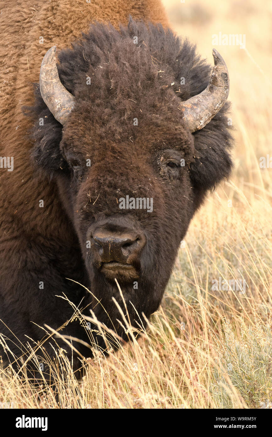 L'Amérique du Nord, Amérique, USA, montagnes Rocheuses, l'Ouest, le Parc National de Yellowstone, l'UNESCO, Patrimoine Mondial, Bison bull (m) *** légende locale *** Banque D'Images