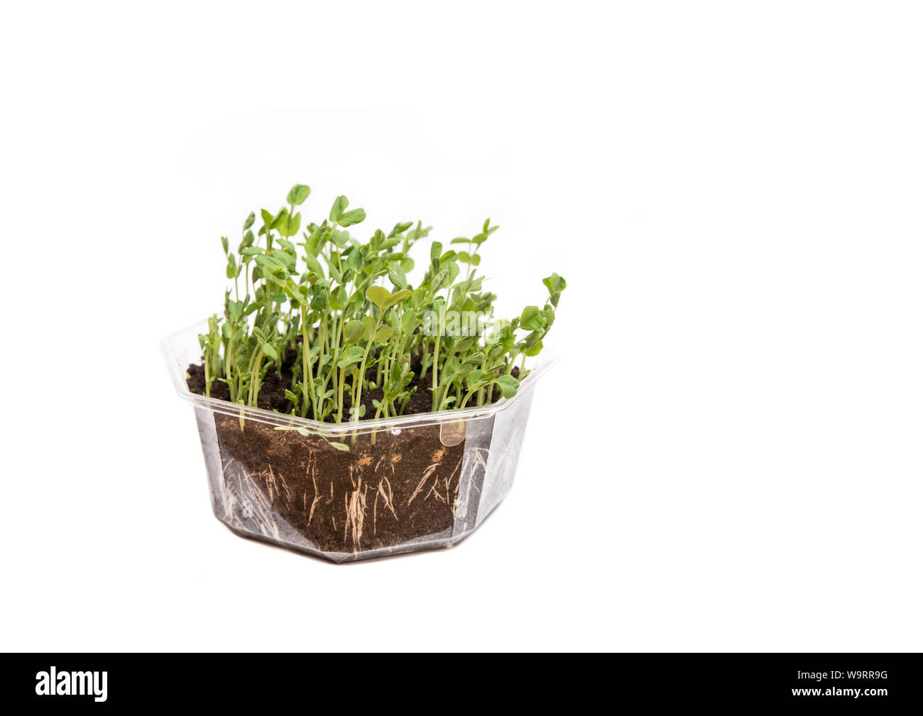 Pois sucre vert tige et les feuilles sont grandes et alternative santé à la salade au début du printemps. Pisum sativum de plus en plus transparent pot de fleurs, pouvez voir r Banque D'Images