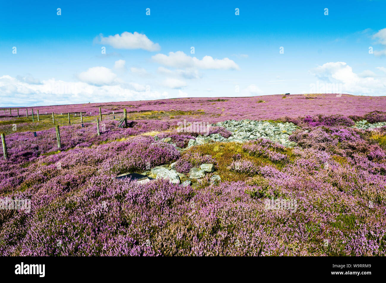 Purple heather. Ilkley Moor. Yorkshire Banque D'Images