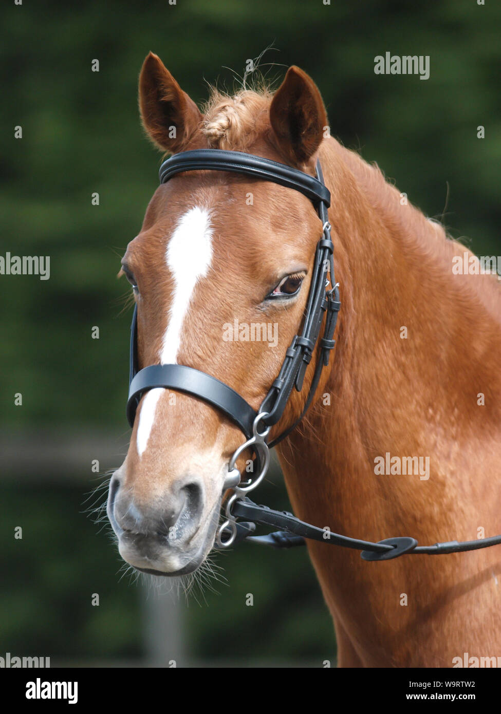 Une tête d'un cheval alezan dans un bridon Photo Stock - Alamy