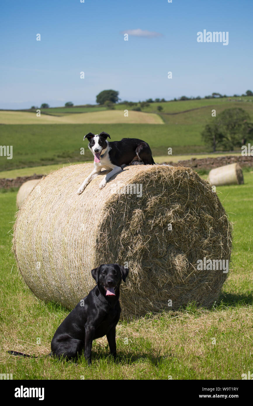 Les chiens en balles Banque D'Images