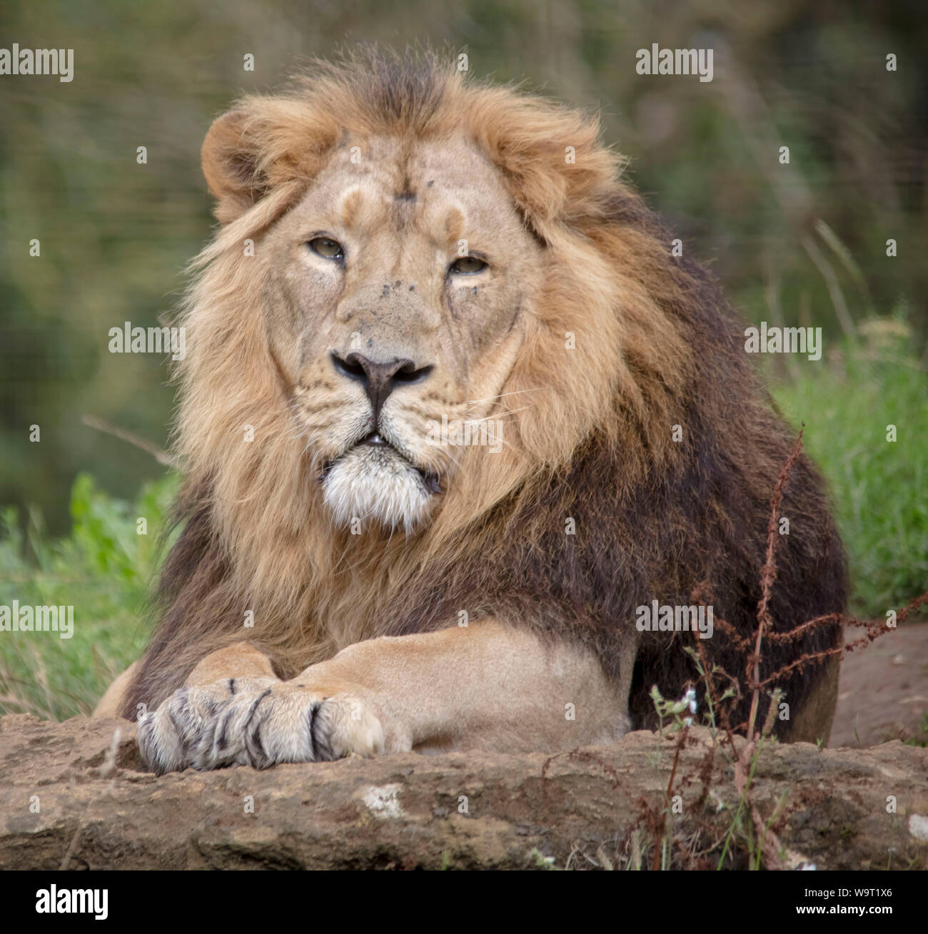 Rana - Male Asiatic Lion - Cotswold Wildlife Park 2019 Banque D'Images
