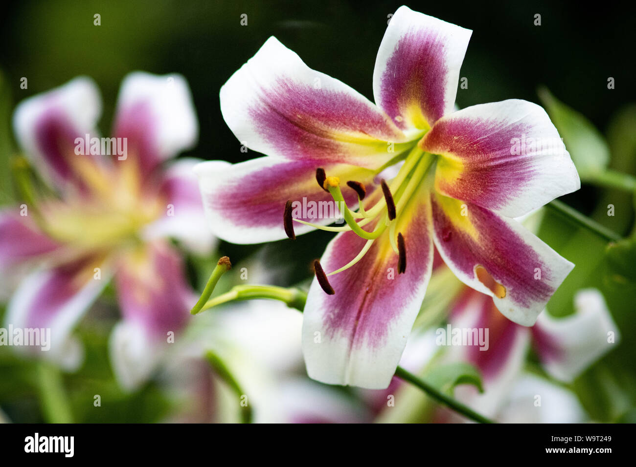 Fleurs Banque D'Images