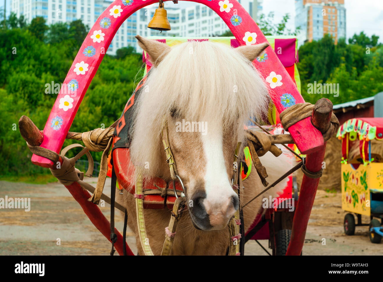 Portrait d'un poney avec une longue crinière, harnaché dans un panier Banque D'Images