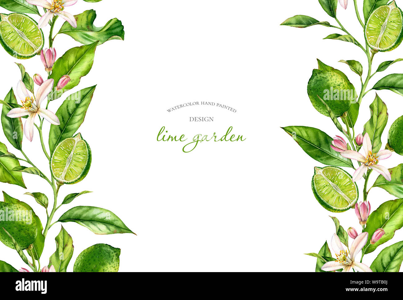 La structure horizontale de la direction générale de la chaux avec des fleurs fruits botaniques réaliste aquarelle bannière : les feuilles des arbres d'agrumes sur les côtés isolated on white hand drawn Banque D'Images