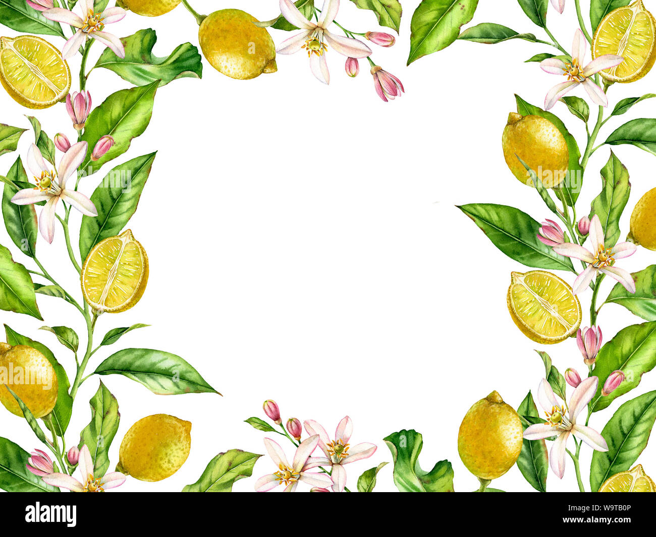 La structure horizontale de la direction générale des fruits de citron avec des fleurs Aquarelle botanique réaliste bannière : les feuilles des arbres d'agrumes d'art isolé sur blanc frais à la main Banque D'Images