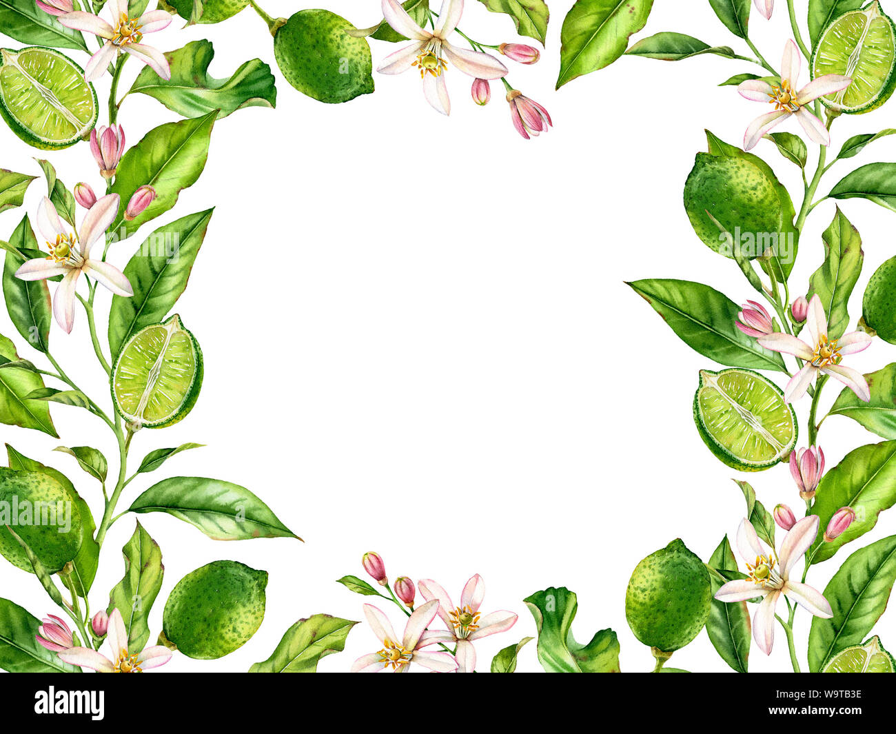 La structure horizontale de la direction générale de la chaux avec des fleurs fruits botaniques réaliste aquarelle bannière : les feuilles des arbres d'agrumes d'art isolé sur blanc frais à la main Banque D'Images