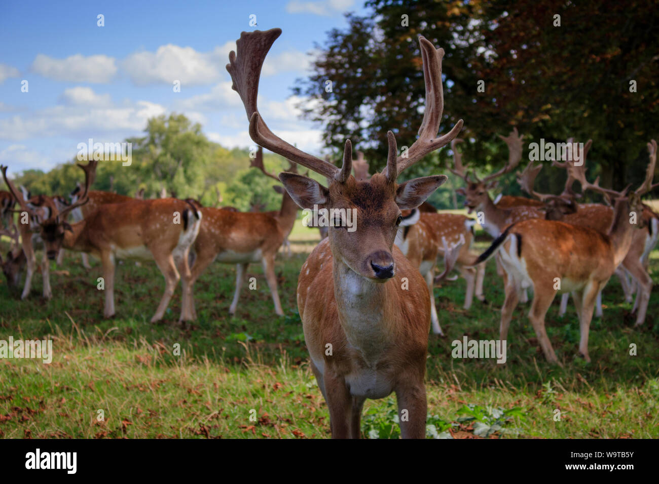 Cerfs dans le parc Banque D'Images
