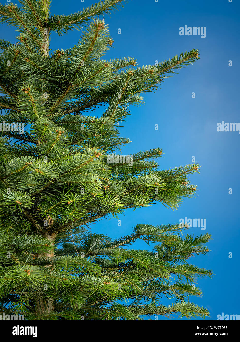 Tiré de l'arbre de Noël non décoré contre fond bleu Banque D'Images
