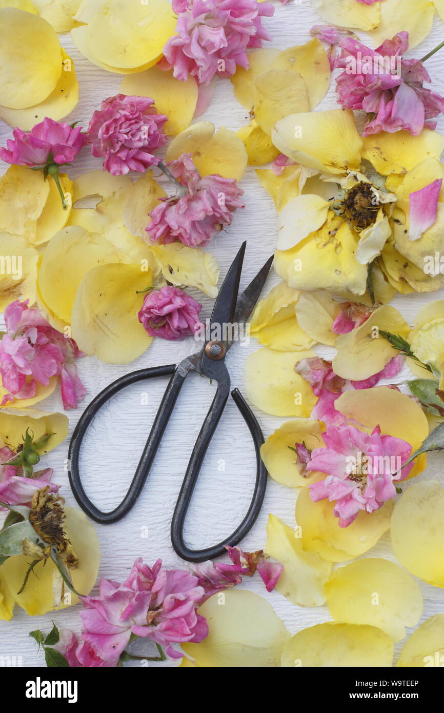 Rosa. Rose vient buter sur fond blanc texturé en été. UK Banque D'Images