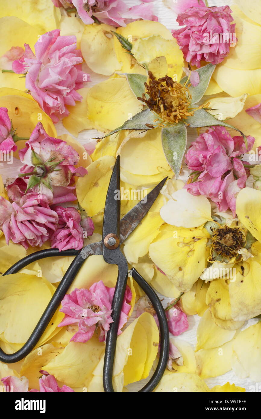 Rosa. Rose vient buter sur fond blanc texturé en été. UK Banque D'Images