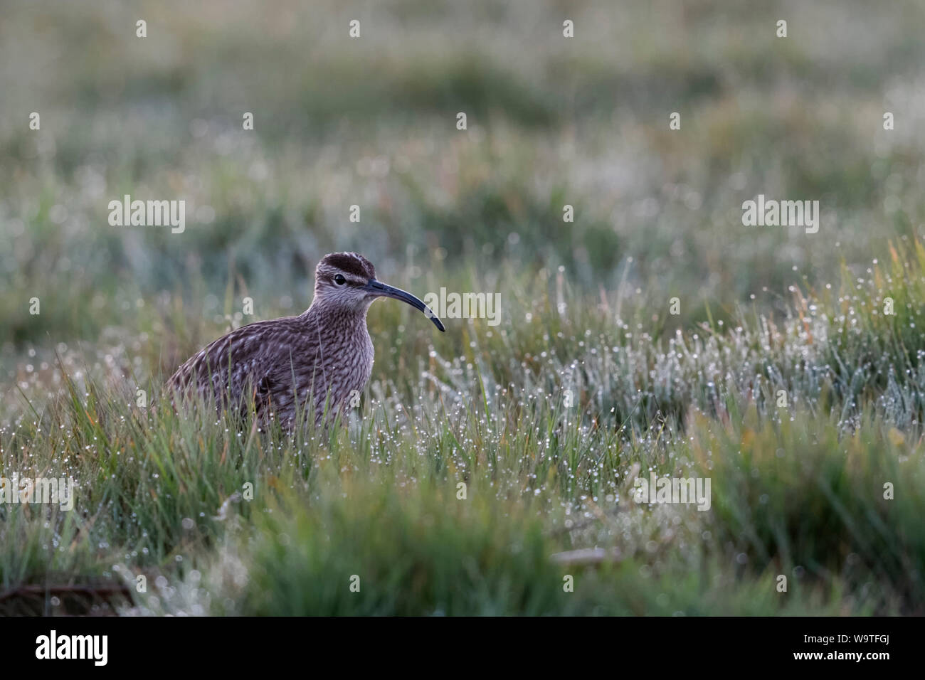 Le courlis corlieu (Numenius phaeopus / Regenbrachvogel ) assis, se reposant dans un pré humide de rosée, tôt le matin, la migration des oiseaux, de la faune, de l'Europe. Banque D'Images