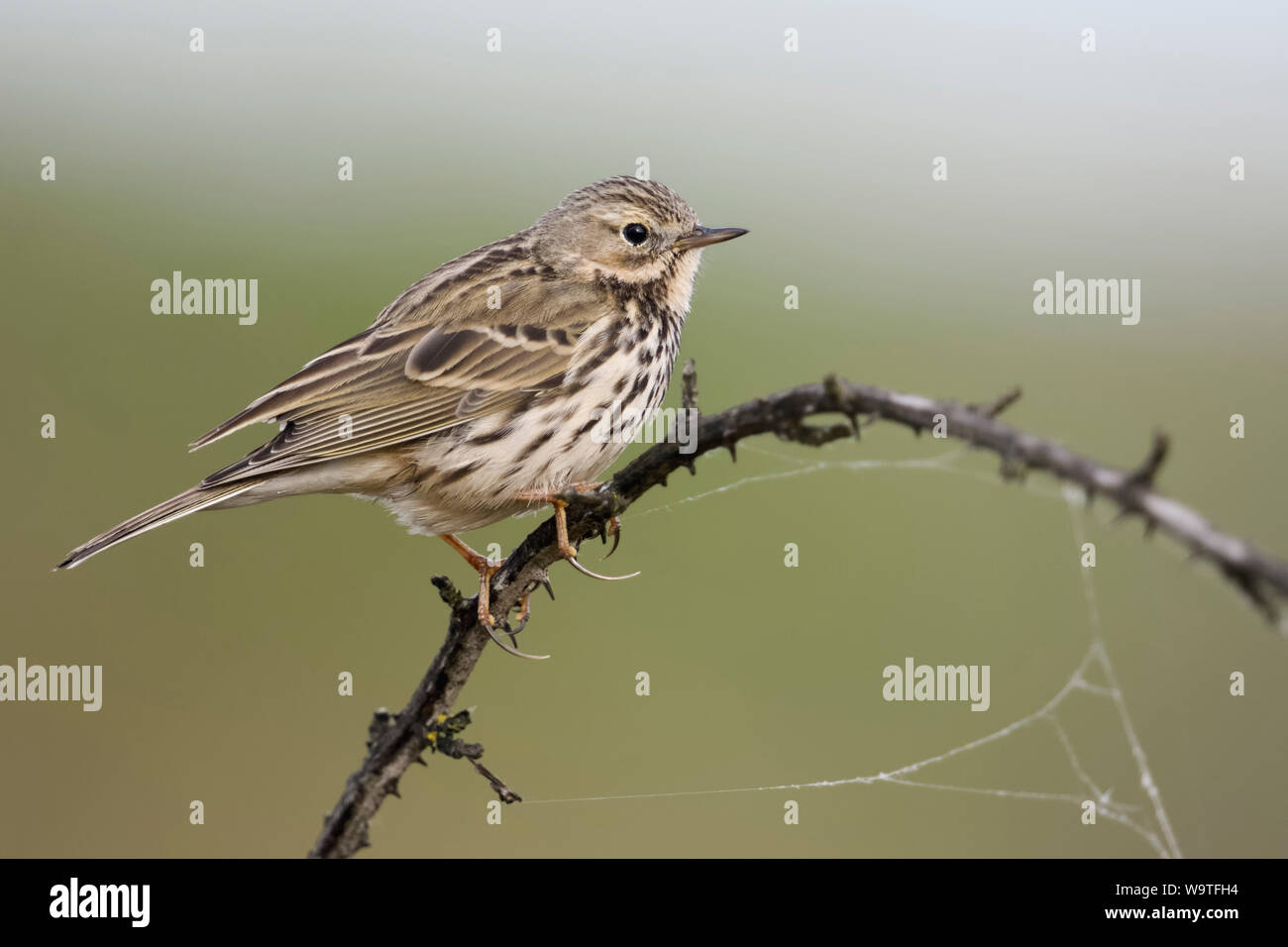 Meadow Pipit spioncelle Anthus pratensis / Wiesenpieper ( ) perché sur le haut de la vrille épineux, regarder à sec pour les prédateurs, longues pattes postérieures claw, la faune, l'Euro Banque D'Images