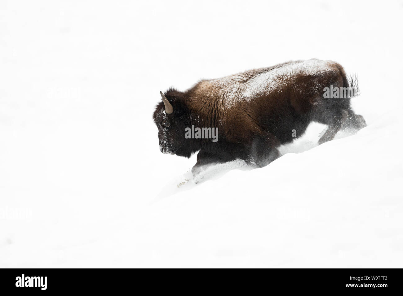 Bison d'Amérique / Amerikanischer ( Bison bison bison ), bull en fourrure d'hiver, la course en descente à travers la neige profonde fluffy, puissant, impressionnant, Yellowston Banque D'Images