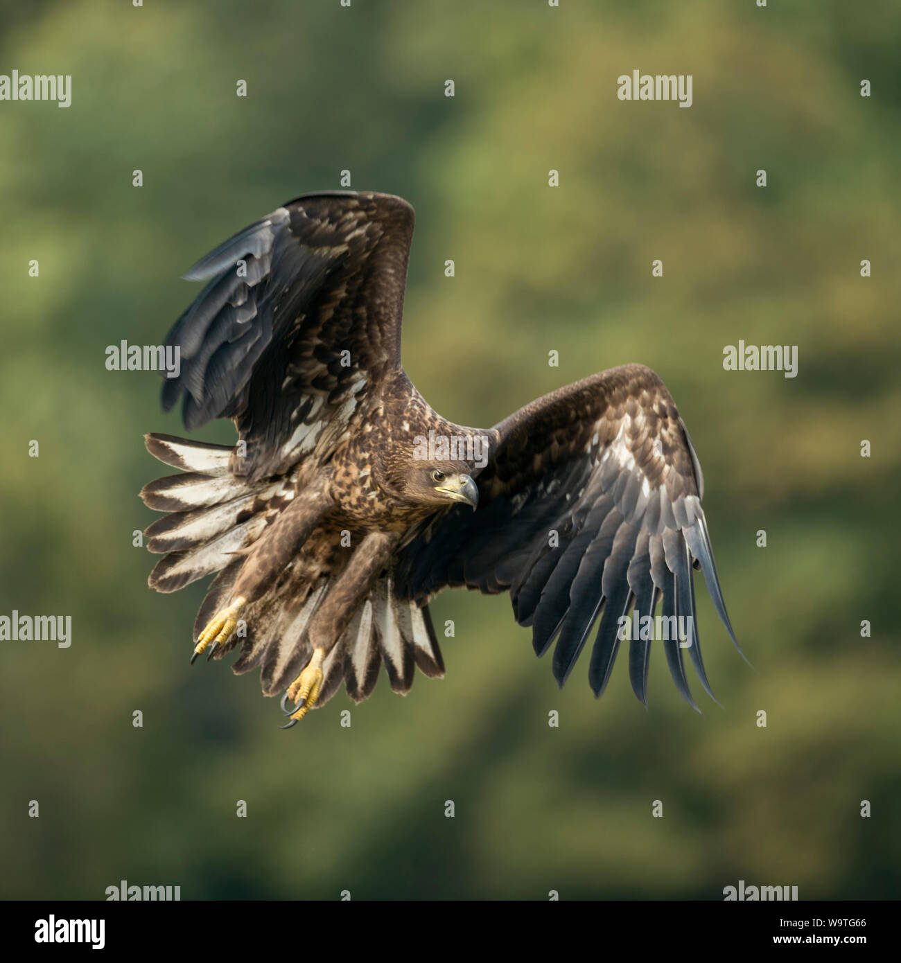 White-tailed Eagle / l'Aigle de mer / Seeadler ( Haliaeetus albicilla ) le jeune adolescent en vol puissant, chasse en lisière de forêt, des tr Banque D'Images