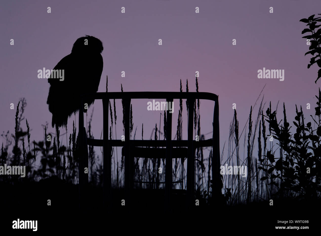Grand / Owl Bubo bubo Europaeischer Uhu ( ) perché au dessus des champs sur un affût, silhouetté contre couleur rose bleu ciel du soir, heure, w Banque D'Images