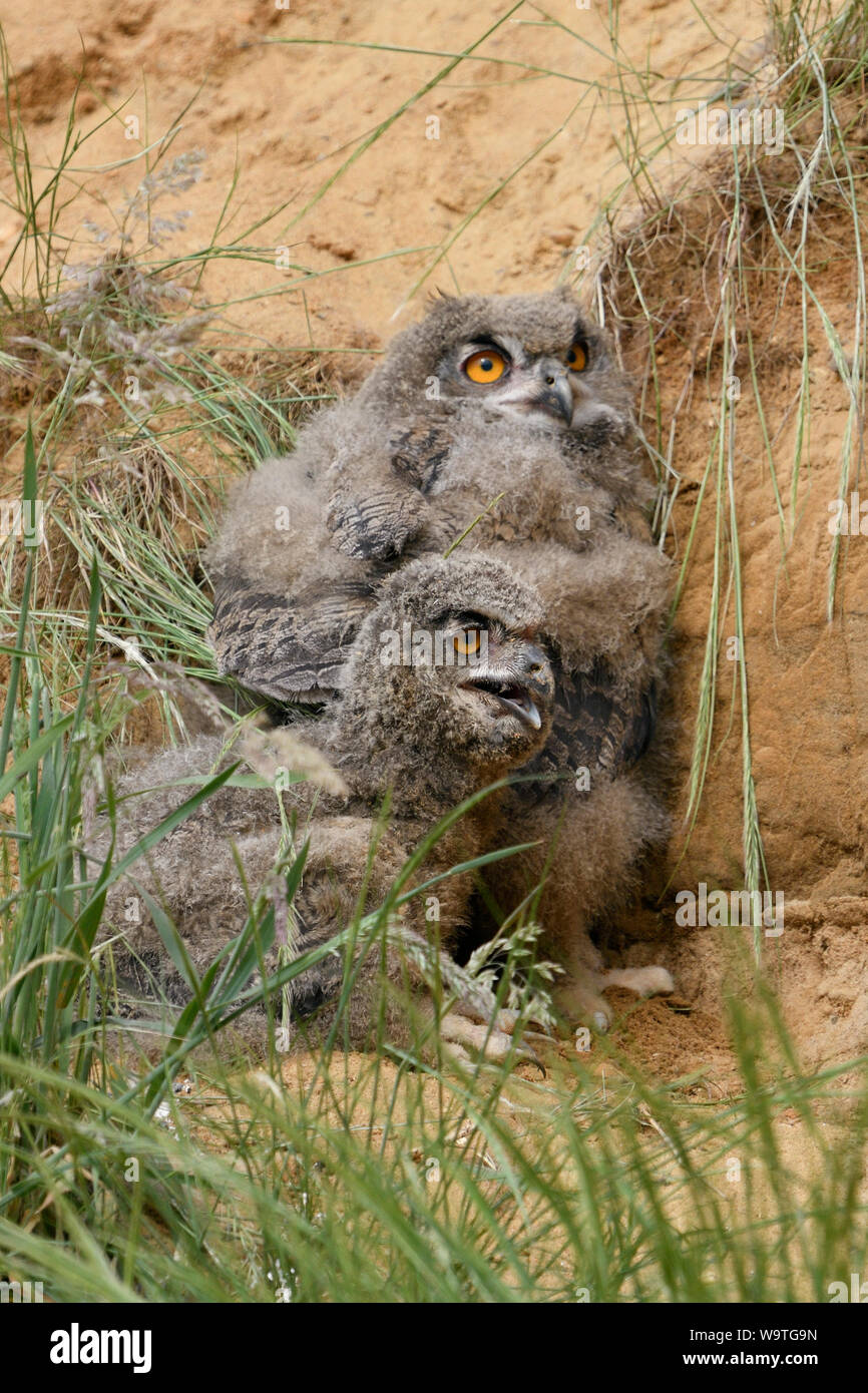 Grand hiboux / Europaeische Uhus ( Bubo bubo ), les jeunes poussins, se cacher derrière l'herbe dans un bac à sable, haletant, de la faune, de l'Europe. Banque D'Images