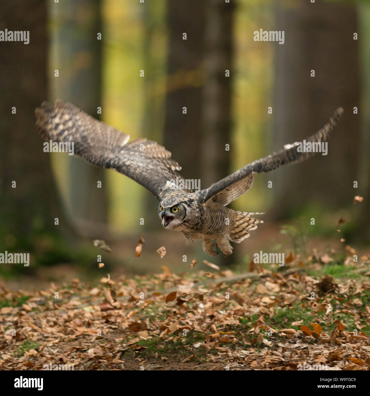 Grand Duc hibou / Virginia-Uhu / Tiger ( Bubo virginianus ) adulte en vol, vol dans les bois de couleur d'automne, golden Octobre. Banque D'Images