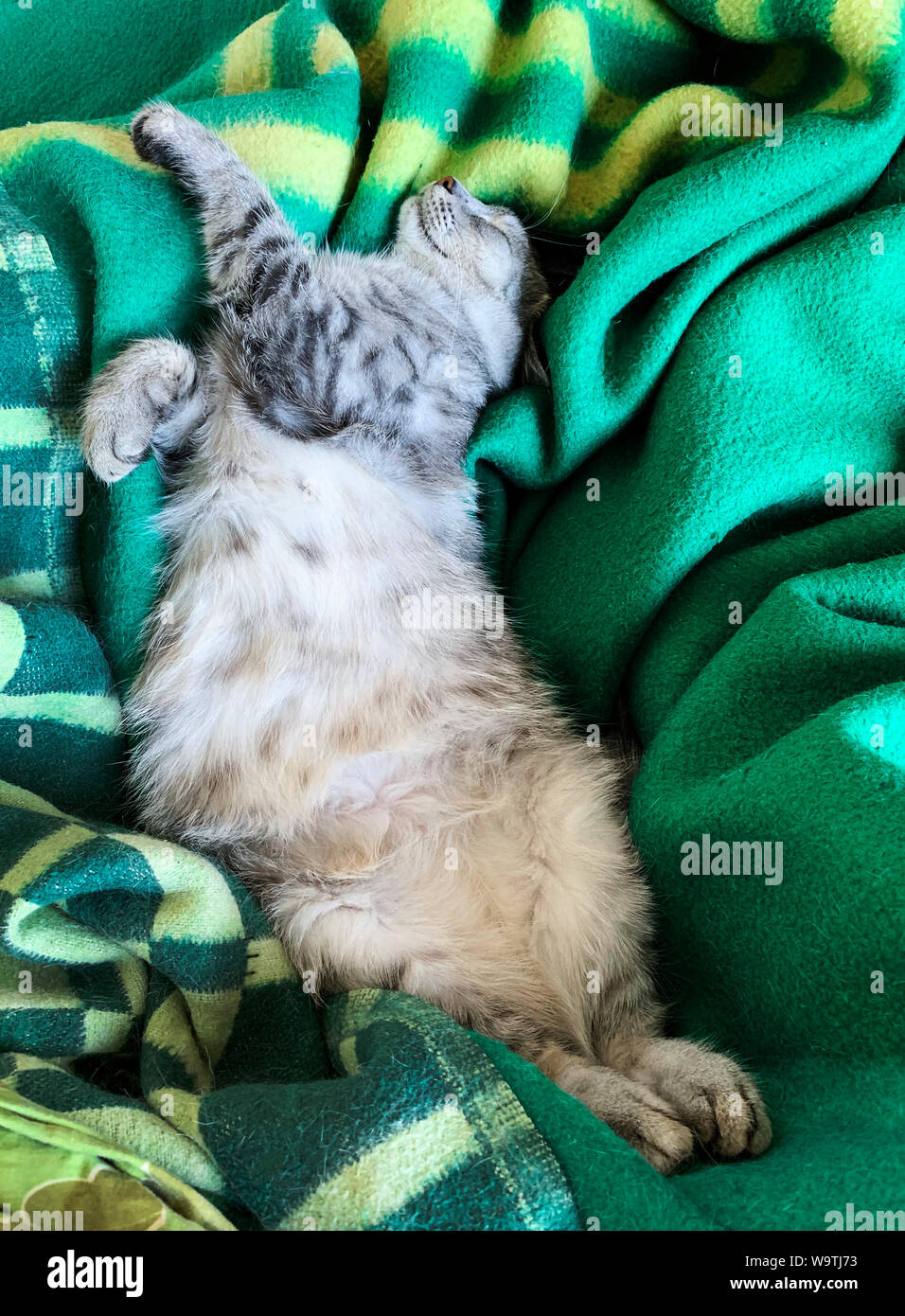 Chaton dormir sur une couverture Banque D'Images