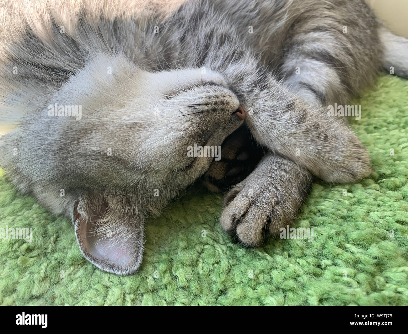 Chaton couché sur un tapis de dormir Banque D'Images