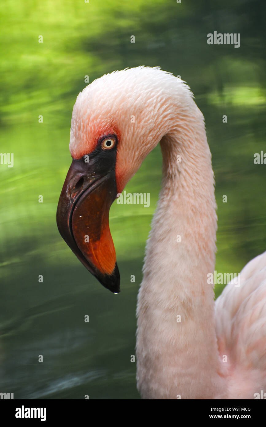 Close-up d'un flamant rose, tête de l'Indonésie Banque D'Images