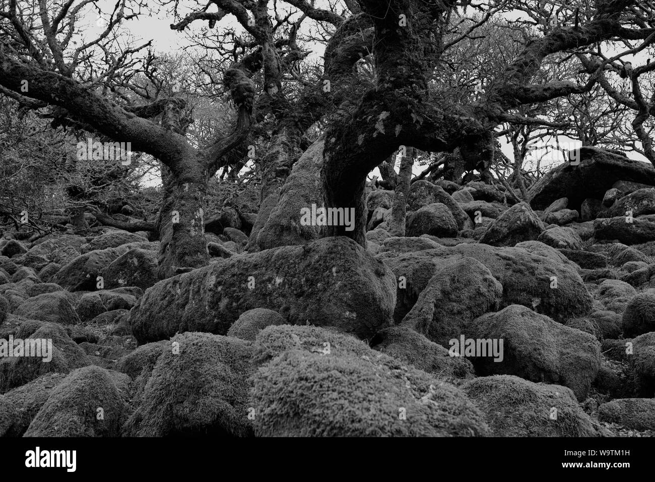 Wistman's Wood dans l'ouest de la vallée de l'EICC, Dartmoor, dans le Devon. Version noir et blanc Banque D'Images