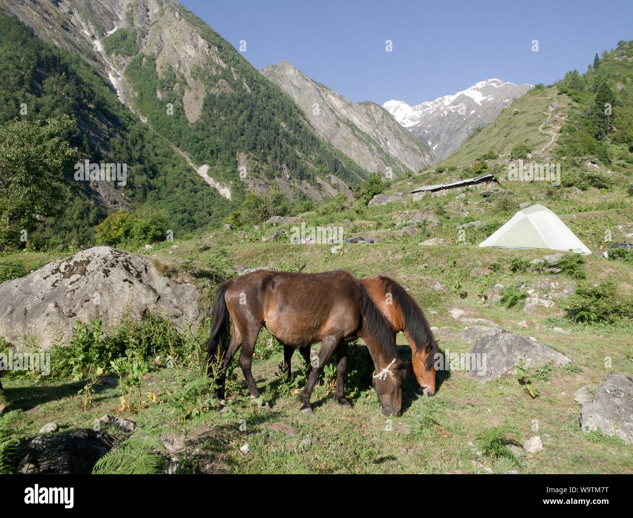 Deux chevaux au pâturage dans les montagnes, l'Himalaya, l'Inde, l'Uttarkhand Banque D'Images