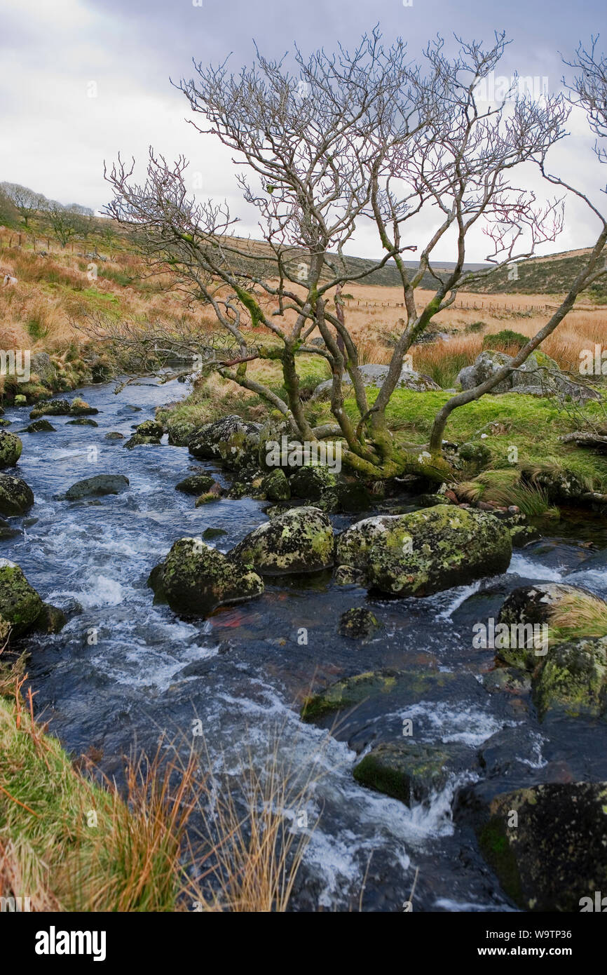 L'Occident comme Dart un petit ruisseau jusqu'à Dartmoor par Wistman's Wood : rochers et arbres Banque D'Images