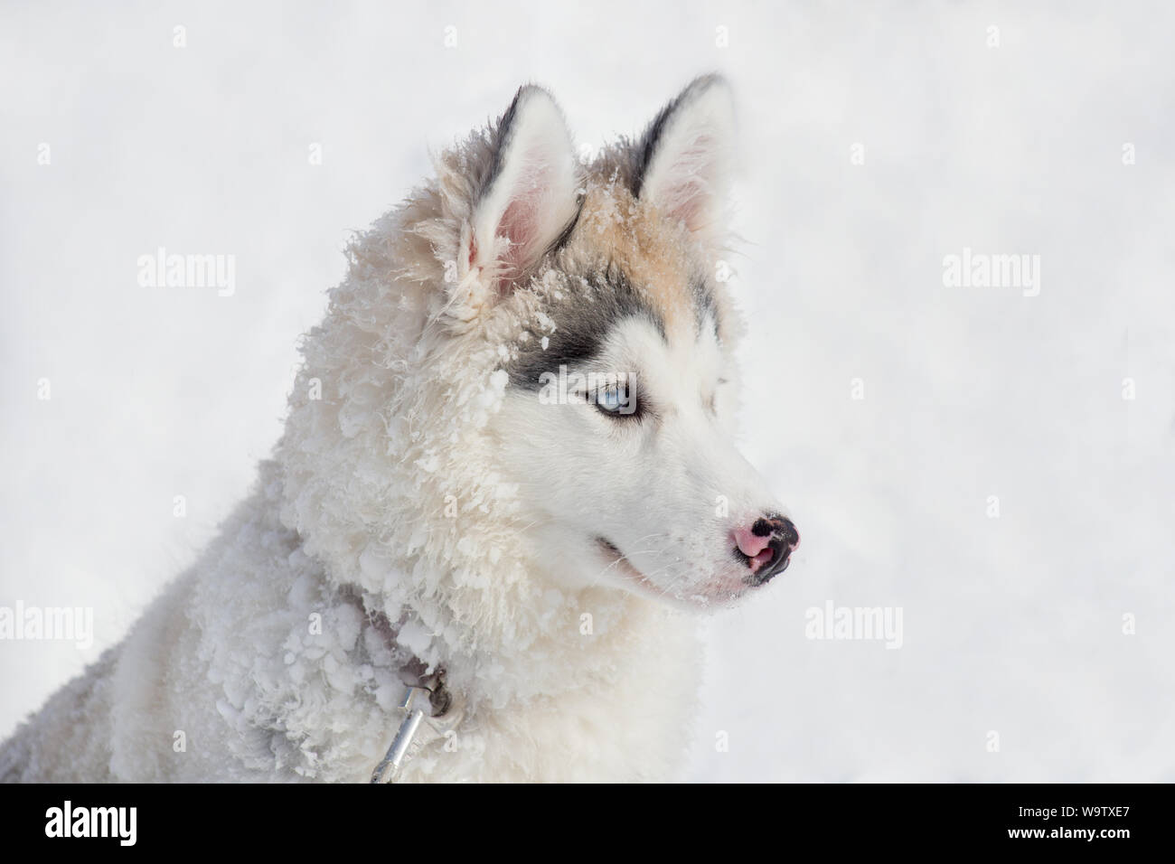 Chiot Husky Siberien Blanc Et Yeux Bleu Banque D Image Et Photos Alamy
