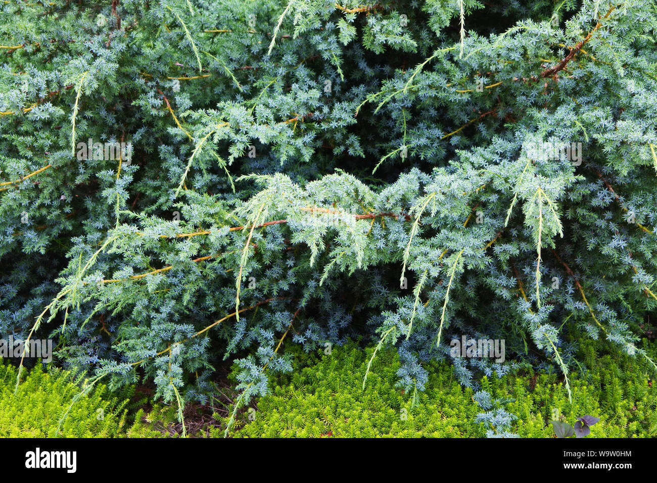 Close-up des branches d'un arbre Juniper evergreen - John Gollop Banque D'Images