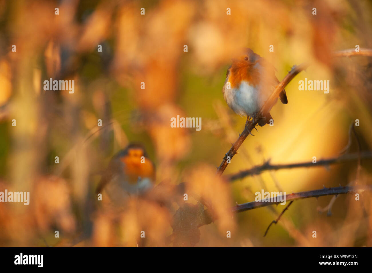 Paire d'Robins, Erithacus rubecula aux abords, siéger parmi les ronces en hiver, Hampstead Heath, Londres, Royaume-Uni, Iles britanniques Banque D'Images