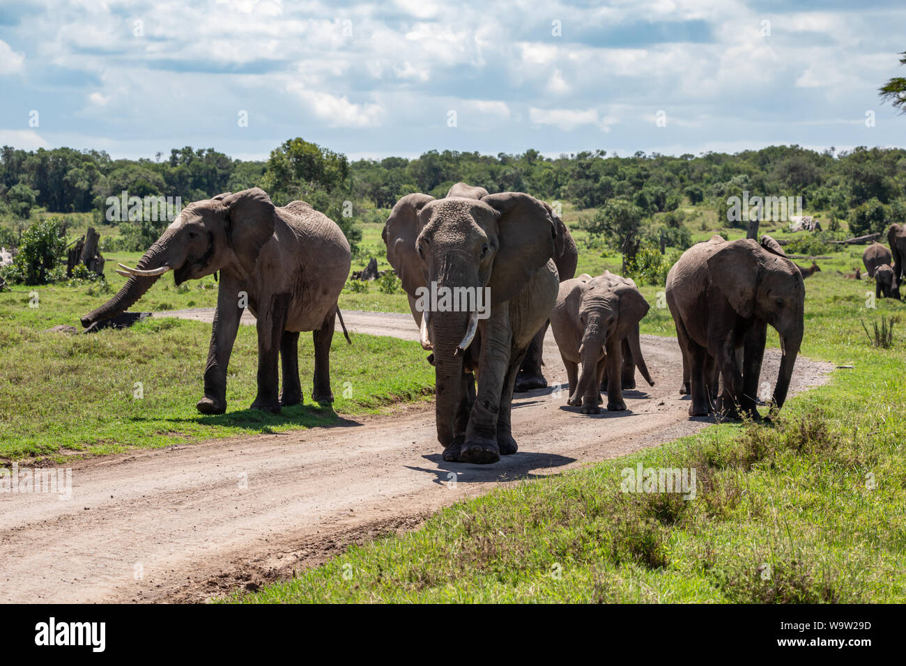 La faune couleur Photographie de troupeau d'Éléphants marchant vers la caméra dans la faune sauvage paysage kenyan sur un chemin de terre, prises à Ol Pejeta Conservancy, au Kenya. Banque D'Images