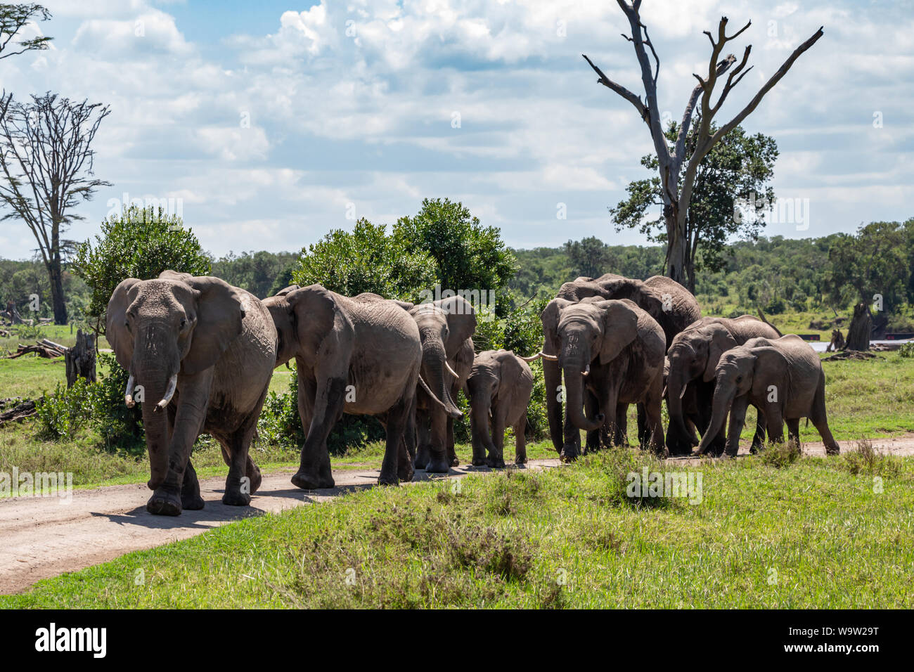 La faune couleur Photographie de troupeau d'Éléphants marchant vers la caméra dans la faune sauvage paysage kenyan sur un chemin de terre, prises à Ol Pejeta Conservancy, au Kenya. Banque D'Images