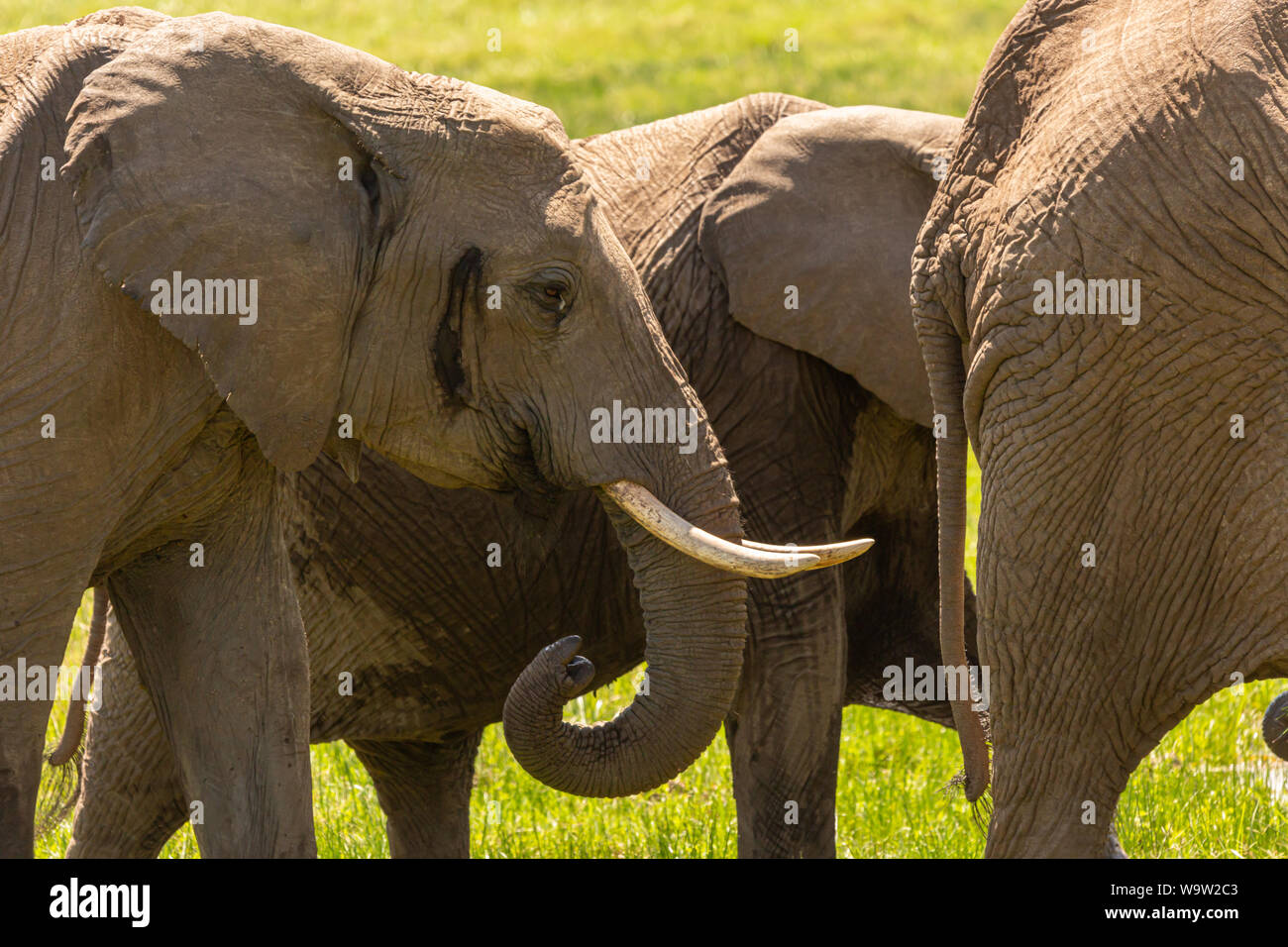 Close-up photographie couleur de troupeau d'éléphants à pied, prises au Kenya Banque D'Images