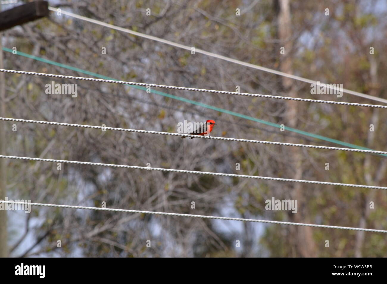 Chardonneret rouge le chant. Banque D'Images