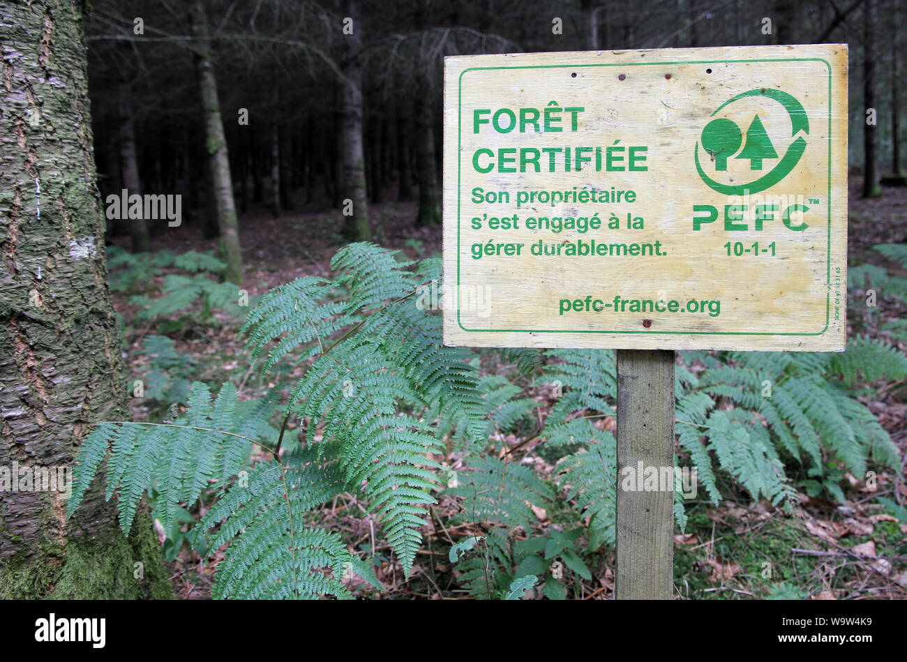 La foresterie durable Mont Saint-Cyr France Banque D'Images