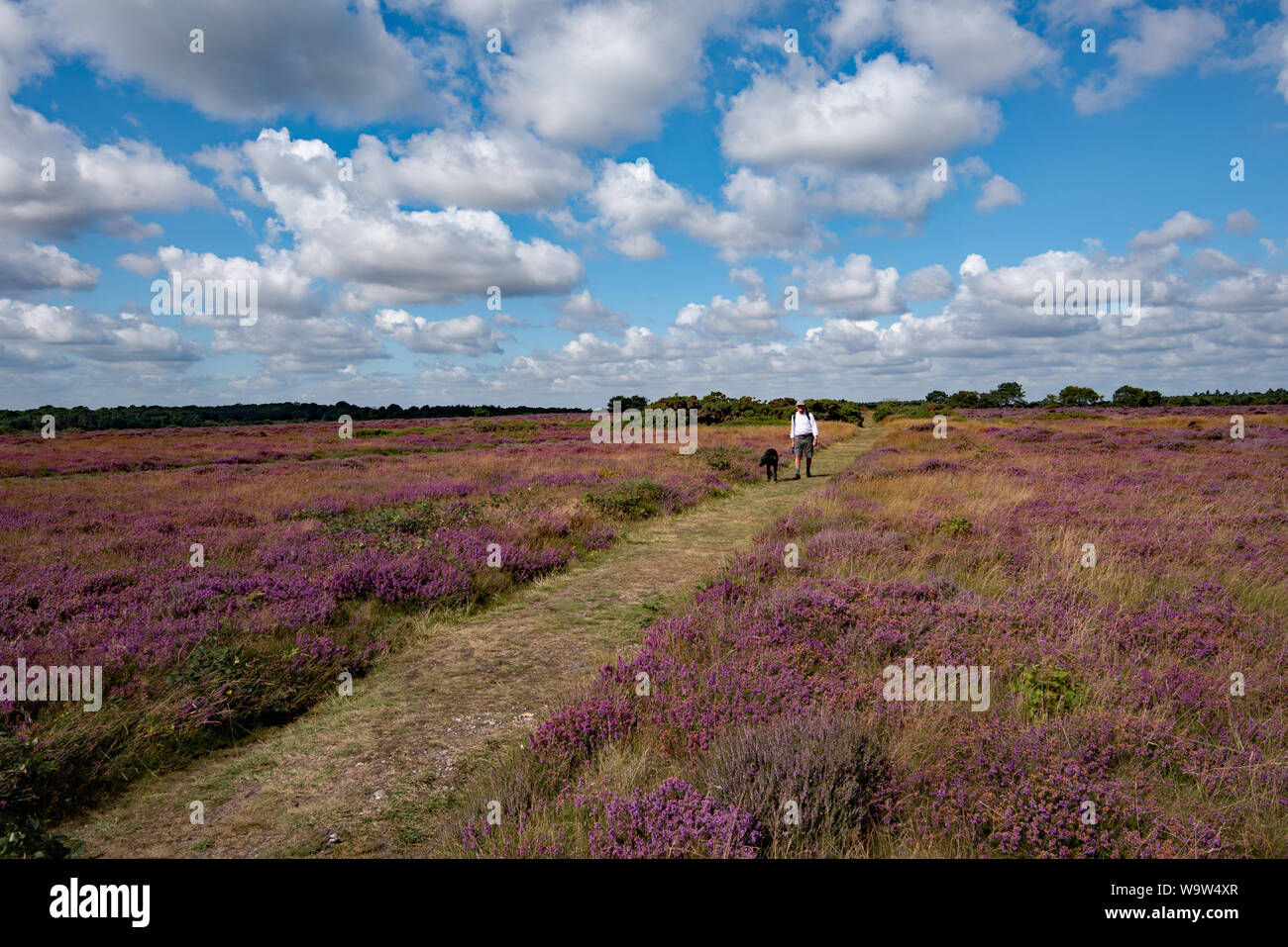 Bruyères sur Dunwich Heath, Suffolk, UK Banque D'Images