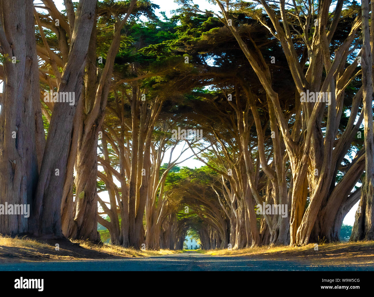 Tunnel d'arbres sur la côte de Californie, cyprès, San Francisco, Bay Area, Nature, tunnel naturel Banque D'Images