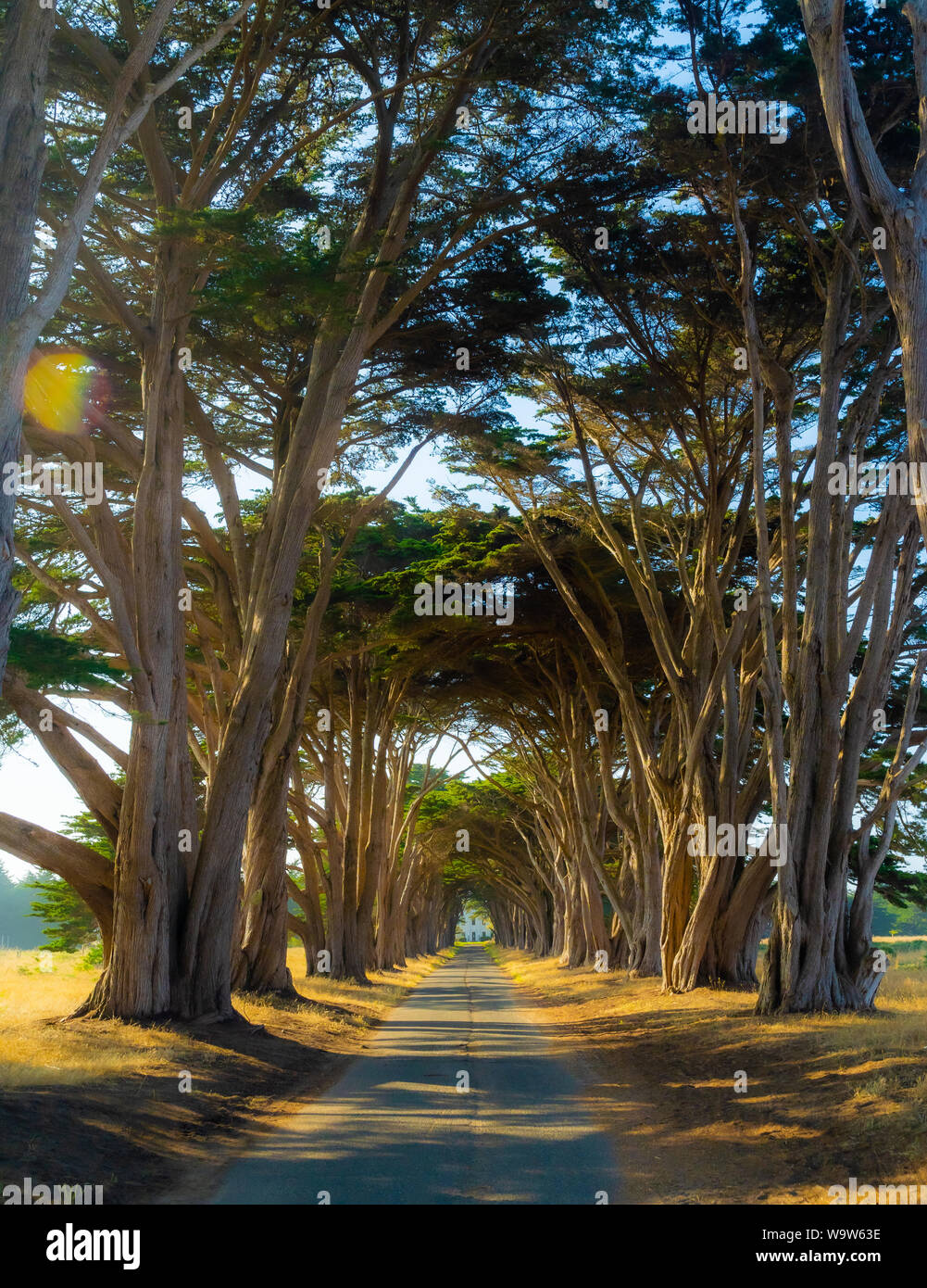Tunnel d'arbres sur la côte de Californie, cyprès, San Francisco, Bay Area, Nature, tunnel naturel Banque D'Images
