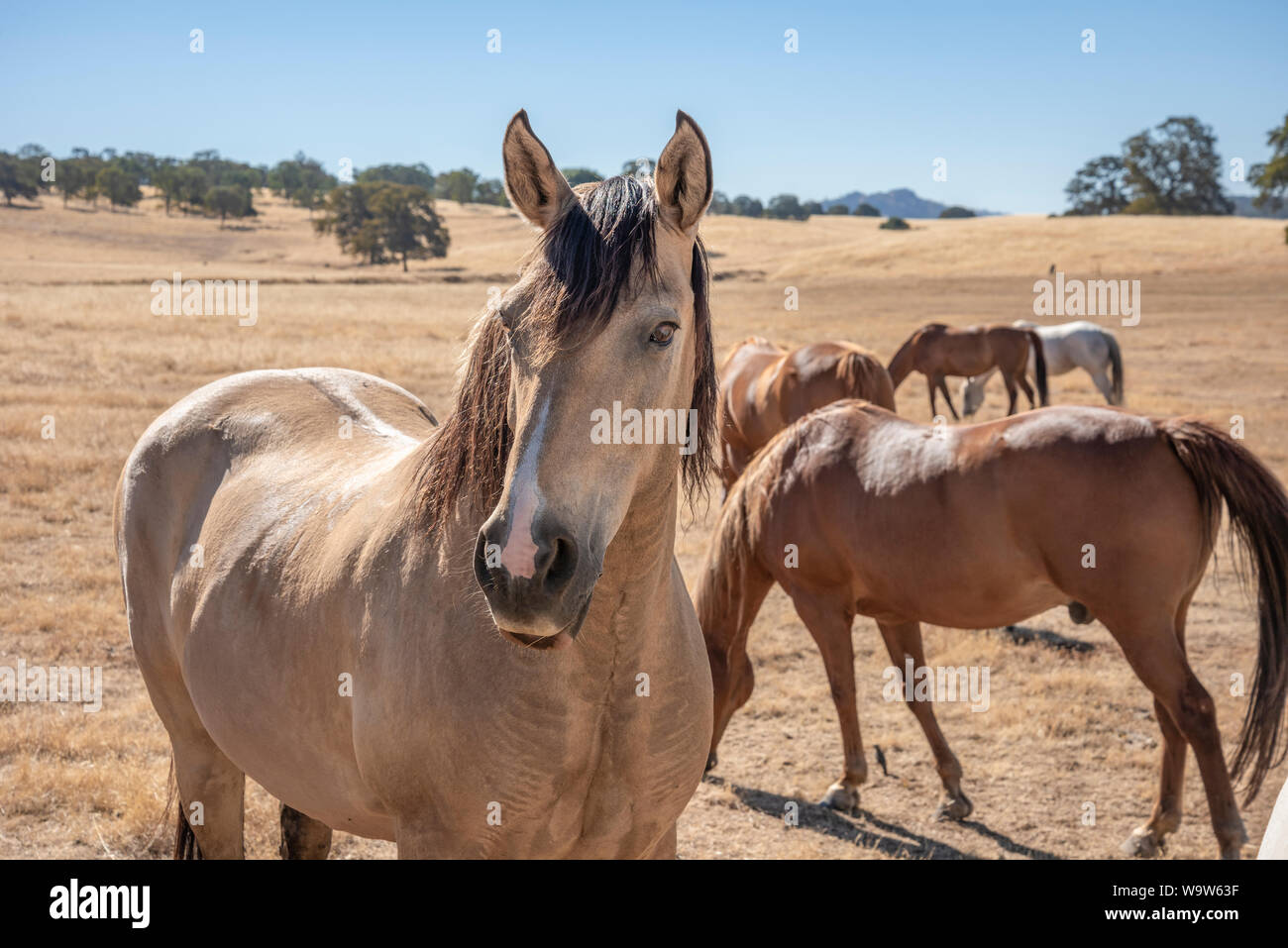 Quarter Horse troupeau dans les pâturages de la Californie d'or Banque D'Images