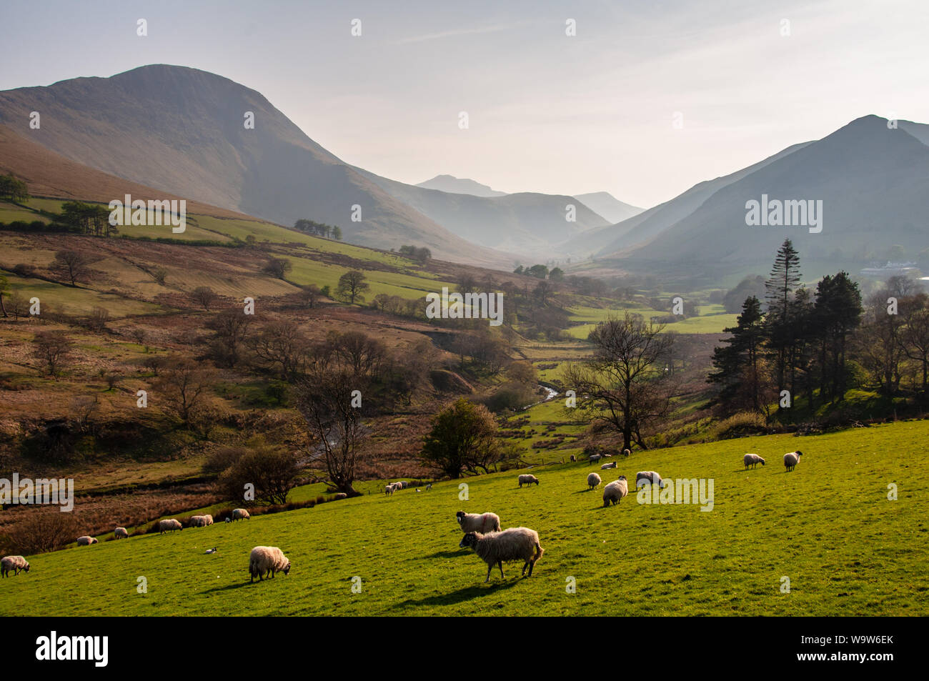 Moutons paissent sur les pâturages dans la vallée de Newlands sous les montagnes de l'Angleterre de la Lake District. Banque D'Images