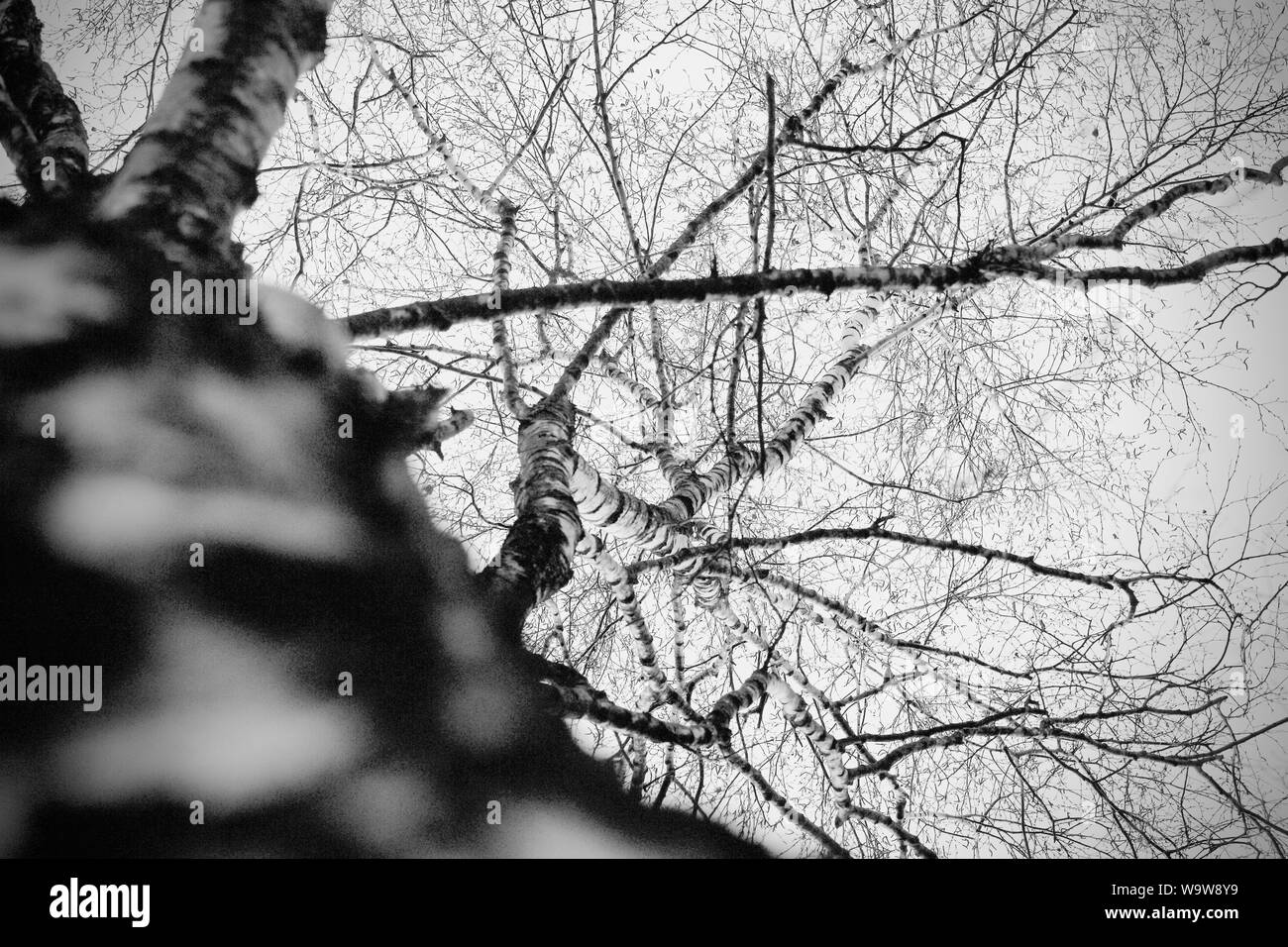 Plan supérieur d'un arbre fractal recouvert de neige Banque D'Images