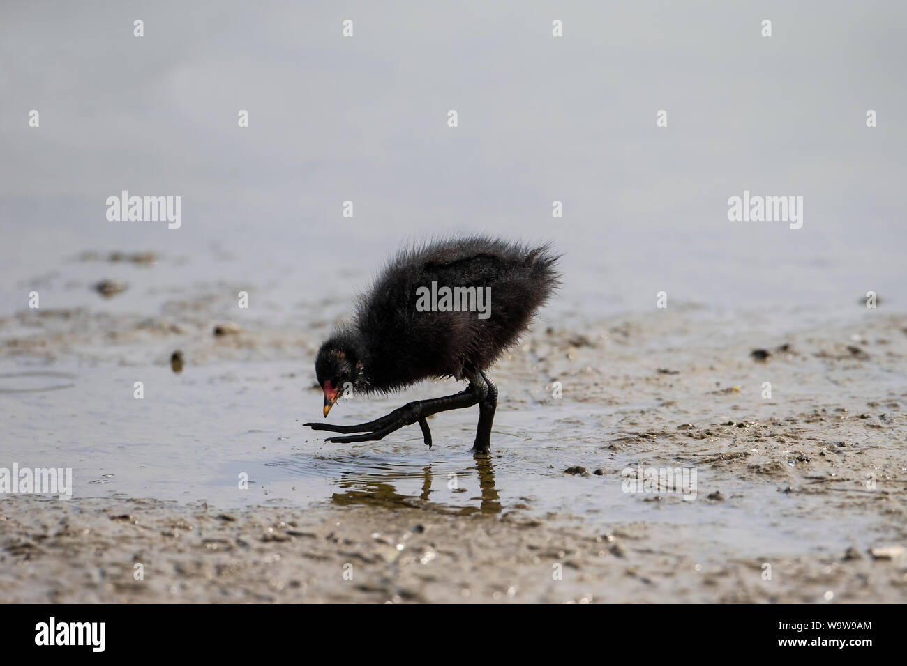 La Gallinule poule d'eau Gallinula chloropus chiches avec de grands pieds et de patauger dans la boue de faible profondeur bank Banque D'Images