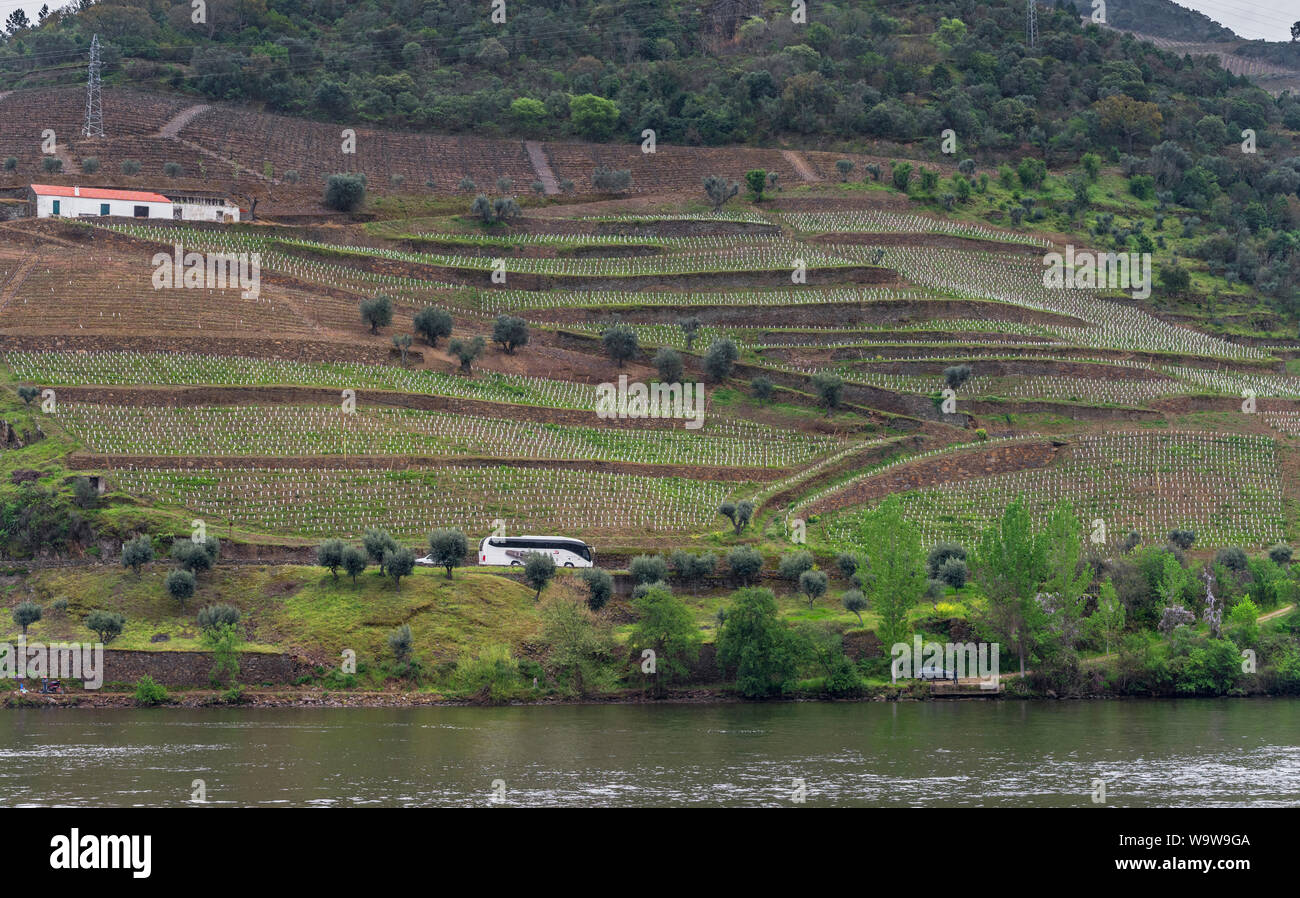 Vineyard Hills dans la vallée de la rivière Douro, Portugal Banque D'Images