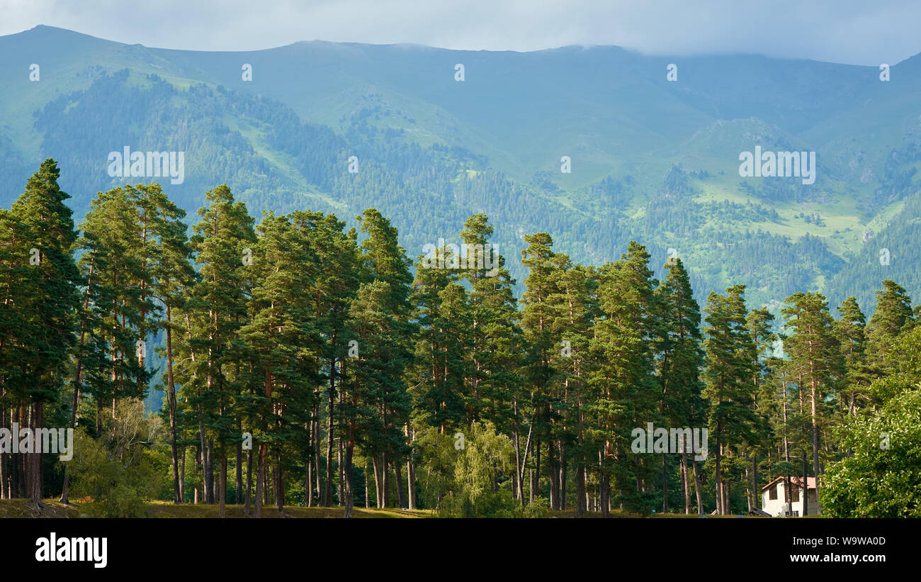 Forêt de pins au coucher du soleil sur l'arrière-plan d'un massif vert nord du Caucase la Russie Banque D'Images