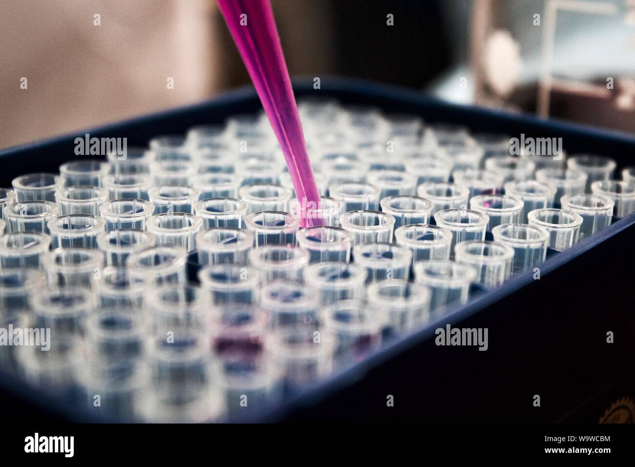 Gros plan d'une pipette violette remplissant les tubes en verre de chimie pour analyse Banque D'Images