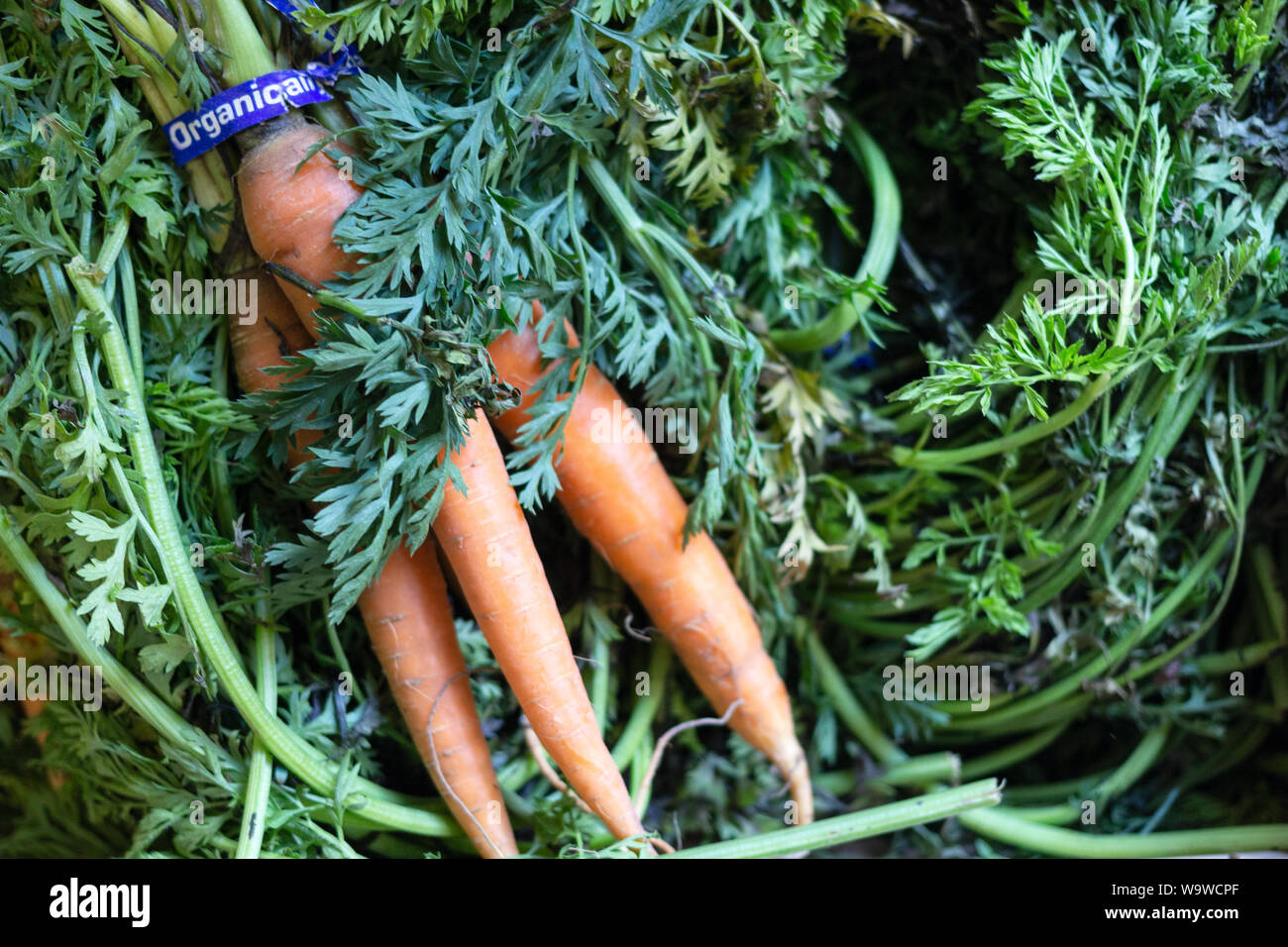 Un ensemble de matières organiques la carotte (Daucus carota subsp. sativus) attendent d'être distribués au YMCA de sensibilisation nutritionnelle noeud Asheville, NC, USA. Banque D'Images